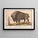 Europese Bison Bison bonasus Buffel Bos Bison Veterum Bison - Anselmus Botius de Boodt — ingelijst kunstwerk aan de muur