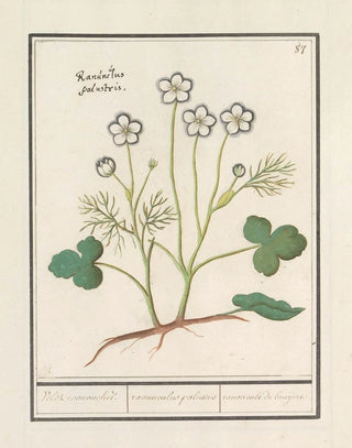 Anselmus Botius de Boodt - Witte boterbloem Ranunculus aconitifolius Veldt roononckel ranunculus palustris ranoncule de bruijere.webp