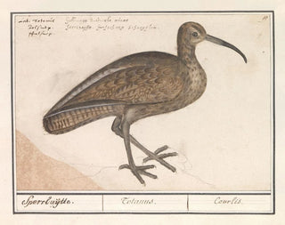 Anselmus Botius de Boodt - Wulp Numenius arquata.webp