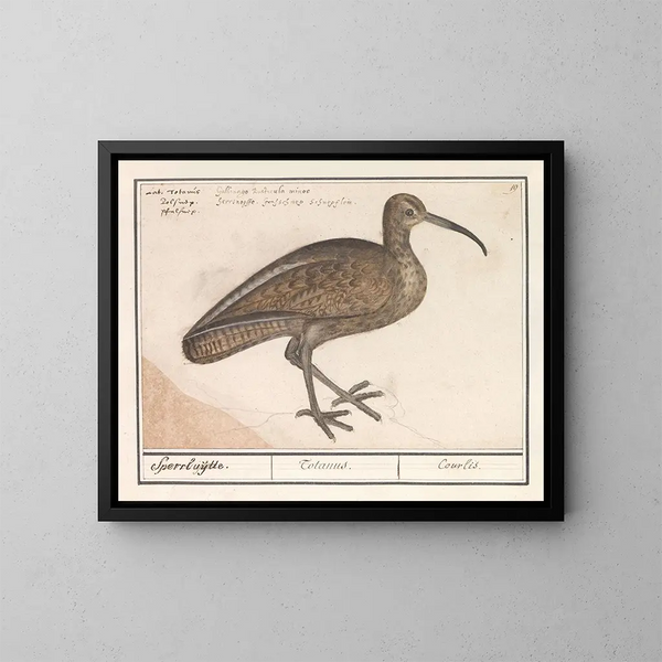Zwarte staartboot - Anselmus Botius de Boodt — ingelijst kunstwerk aan de muur