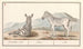 Zebr equus quagga zebra gestreept - Anselmus Botius de Boodt — weergave van het kunstwerk