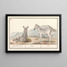 Zebr equus quagga zebra gestreept - Anselmus Botius de Boodt — ingelijst kunstwerk aan de muur