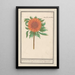 Zonnebloem Helianthus annuus Zonnebloem rond Flos solis rotondus herbe au soleil fleur ronde - Anselmus Botius de Boodt