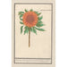 Zonnebloem Helianthus annuus Zonnebloem rond Flos solis rotondus herbe au soleil fleur ronde - Anselmus Botius de Boodt