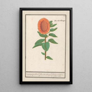 Anselmus Botius de Boodt - Zonnebloem Helianthus annuus langworpige Zonnebloeme flos solis oblongus herbe au Soleil fleur ovle.webp