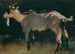 Goat - Anton Schrödl — artwork view