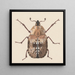 Watercolor entomology Pl059 - George Hudson — framed artwork on a wall