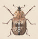 Watercolor entomology Pl059 - George Hudson — artwork view