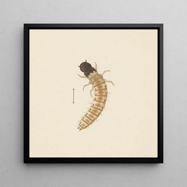 Aquarelle d'entomologie Pl083 - George Hudson