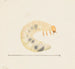 Aquarelle d'entomologie Pl087 - George Hudson — artwork view