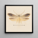 Watercolor entomology Pl139 - George Hudson — framed artwork on a wall