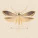 Watercolor entomology Pl139 - George Hudson — artwork view
