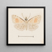 Aquarelle d'entomologie Pl161 - George Hudson — framed artwork on a wall