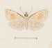 Aquarelle d'entomologie Pl161 - George Hudson — artwork view
