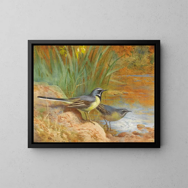5 Grijze Bergeronnette - Archibald Thorburn — ingelijst kunstwerk aan de muur