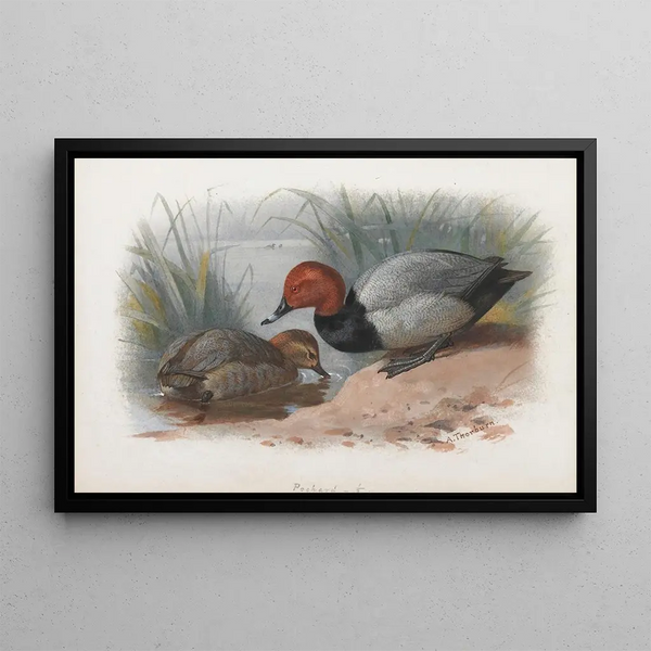 A couple of tufted ducks - Archibald Thorburn — framed artwork on a wall