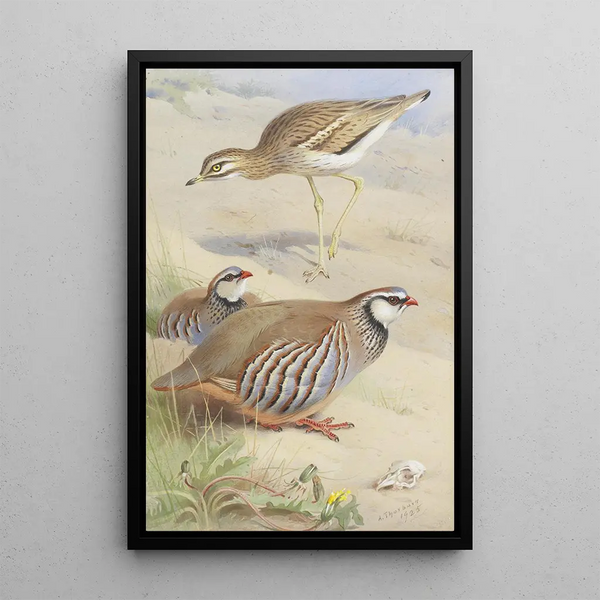 Reproduction of the painting of a loud œdicnème and a pair of red partridges - Archibald Thorburn