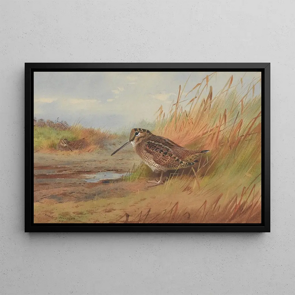 A woodcock - Archibald Thorburn — framed artwork on a wall