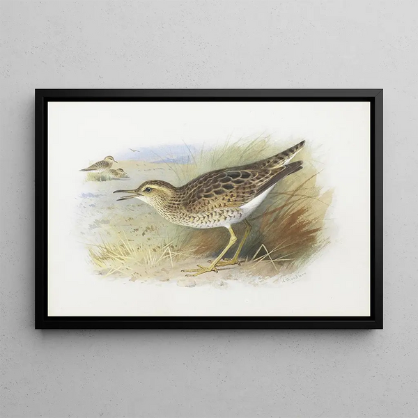 Pluvier de Bartram - Archibald Thorburn — ingelijst kunstwerk aan de muur