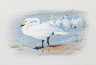 Archibald Thorburn - Bewicks Swan.webp