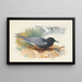 Zwarte ijsvogel en grote pijlstaart - Archibald Thorburn — ingelijst kunstwerk aan de muur