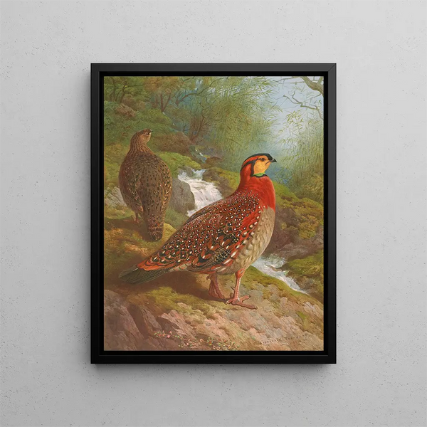 Tragopan de Blyth - Archibald Thorburn — ingelijst kunstwerk aan de muur