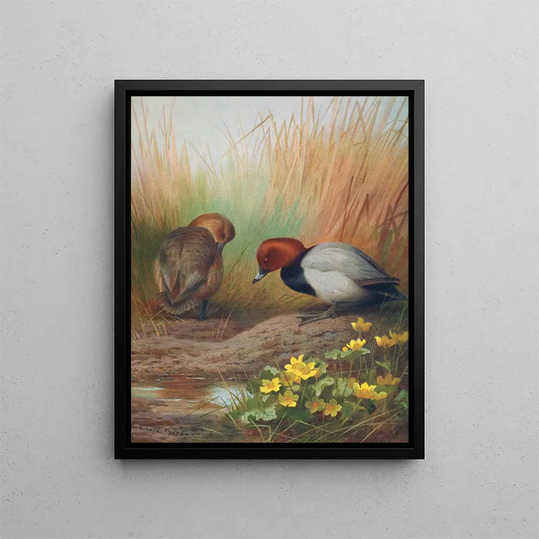 Fuligule milouin - Archibald Thorburn — ingelijst kunstwerk aan de muur