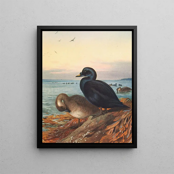 Macreuse brune - Archibald Thorburn — ingelijst kunstwerk aan de muur