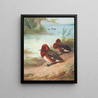 Archibald Thorburn - Ferruginous Duck.webp