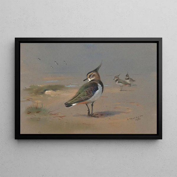 Vanneaux verts - Archibald Thorburn — framed artwork on a wall