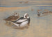 Eenden met lange staart - Archibald Thorburn — weergave van het kunstwerk