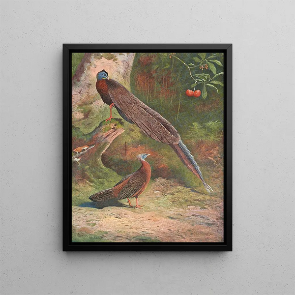Fazant Argus Malais - Archibald Thorburn — ingelijst kunstwerk aan de muur