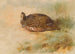 Perdrix - Archibald Thorburn — weergave van het kunstwerk