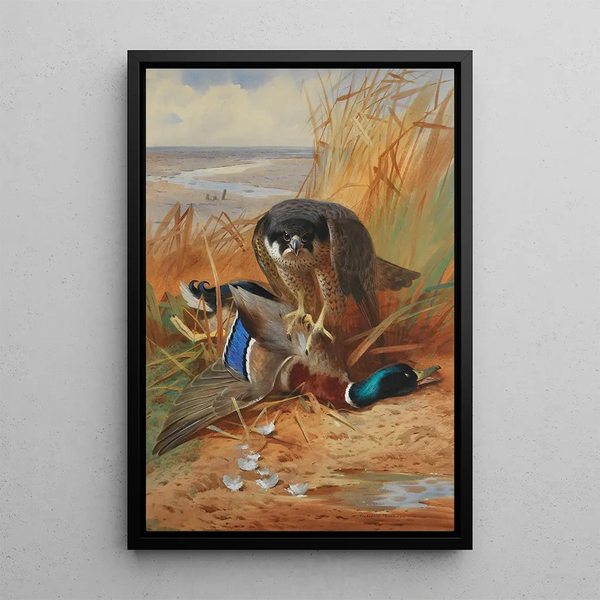 van een valk en een wilde eend op een zandbank - Archibald Thorburn — ingelijst kunstwerk aan de muur