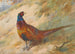 Fazant - Archibald Thorburn — weergave van het kunstwerk