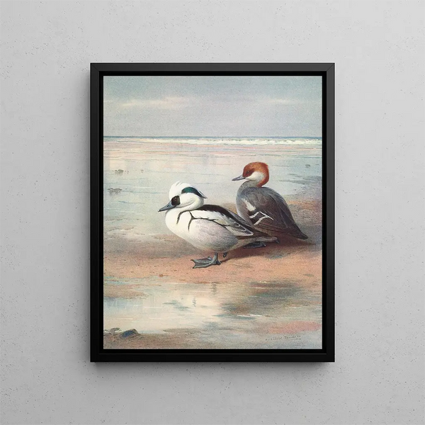 Smew - Archibald Thorburn — ingelijst kunstwerk aan de muur