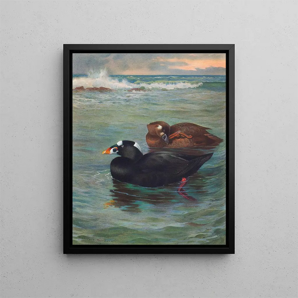 Surf Scoter - Archibald Thorburn — ingelijst kunstwerk aan de muur
