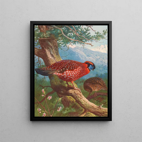 Tragopan de Temmincks - Archibald Thorburn — ingelijst kunstwerk aan de muur