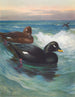 Macreuse à velours - Archibald Thorburn — weergave van het kunstwerk