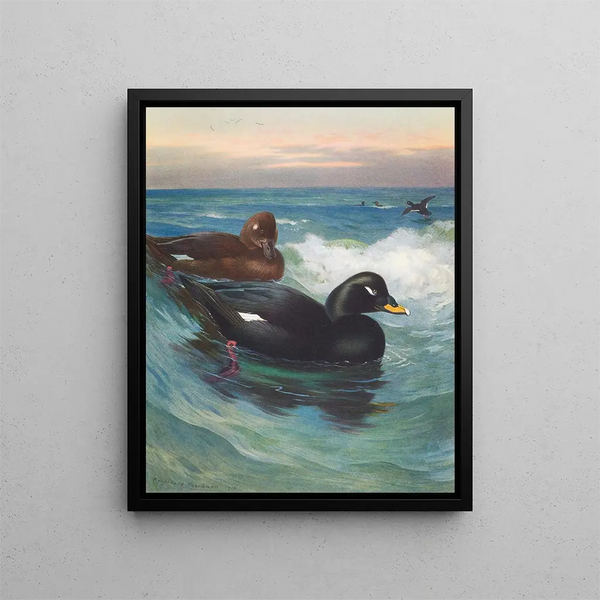 Macreuse à velours - Archibald Thorburn — ingelijst kunstwerk aan de muur