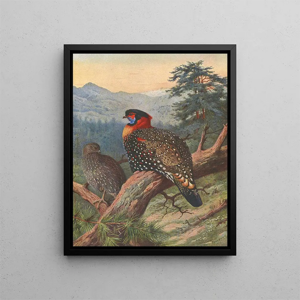 Tragopan occidental - Archibald Thorburn — framed artwork on a wall