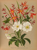 Crocosmia aurea 2 Japanese Anemone Honorine Jobert - Arentina Hendrica Arendsen — artwork view