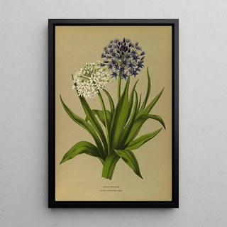 Arentina Hendrica Arendsen - 1 Scilla Peruviana 2Scilla Peruviana Alba.webp