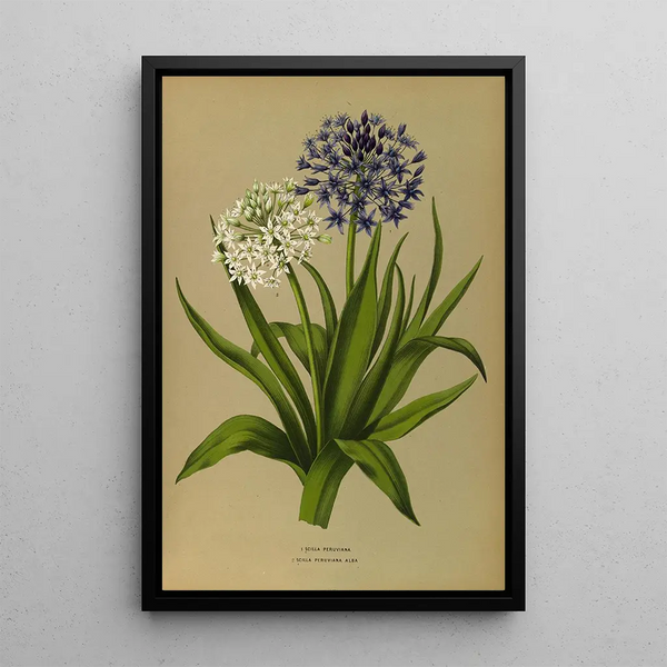 Scilla Peruviana 2 Scilla Peruviana Alba - Arentina Hendrica Arendsen — ingelijst kunstwerk aan de muur