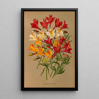 Arentina Hendrica Arendsen - Alstroemeria Chilensis Varr.webp