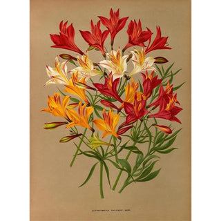Arentina Hendrica Arendsen - Alstroemeria Chilensis Varr.webp