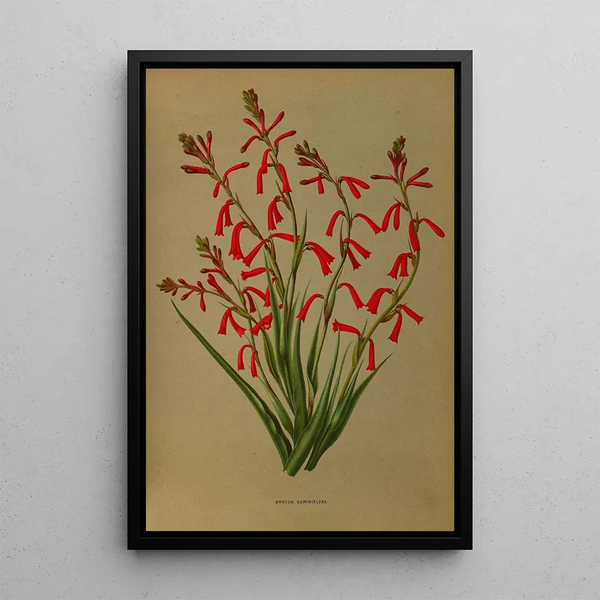 Reproductie van het schilderij Bravoa Geminiflora - Arentina Hendrica Arendsen