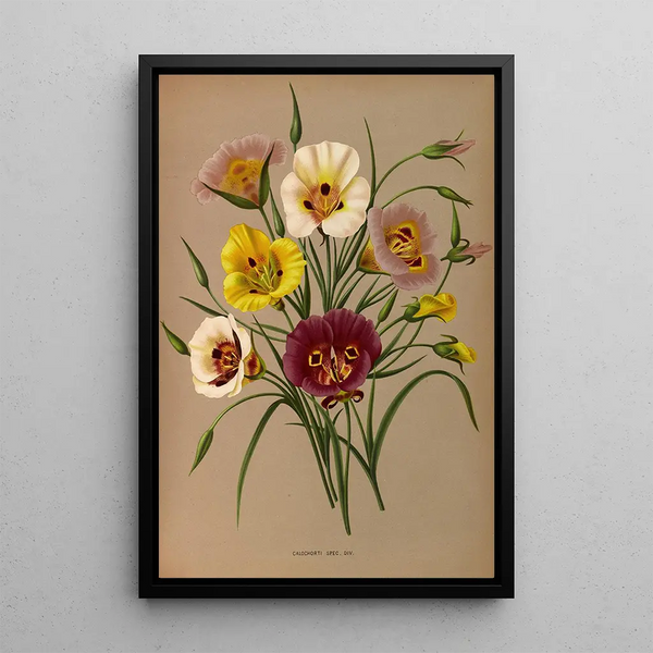 Reproductie van het schilderij Calochorti Spec Div - Arentina Hendrica Arendsen
