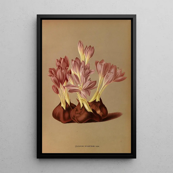 Reproductie van het schilderij Colchicum Byzantinum Varr - Arentina Hendrica Arendsen