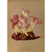 Reproductie van het schilderij Colchicum Byzantinum Varr - Arentina Hendrica Arendsen